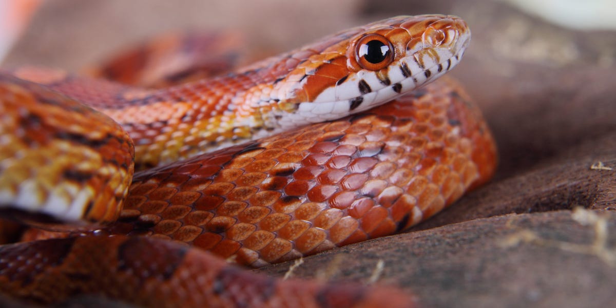 Travel nightmare: Man caught smuggling over 100 live snakes in his pants